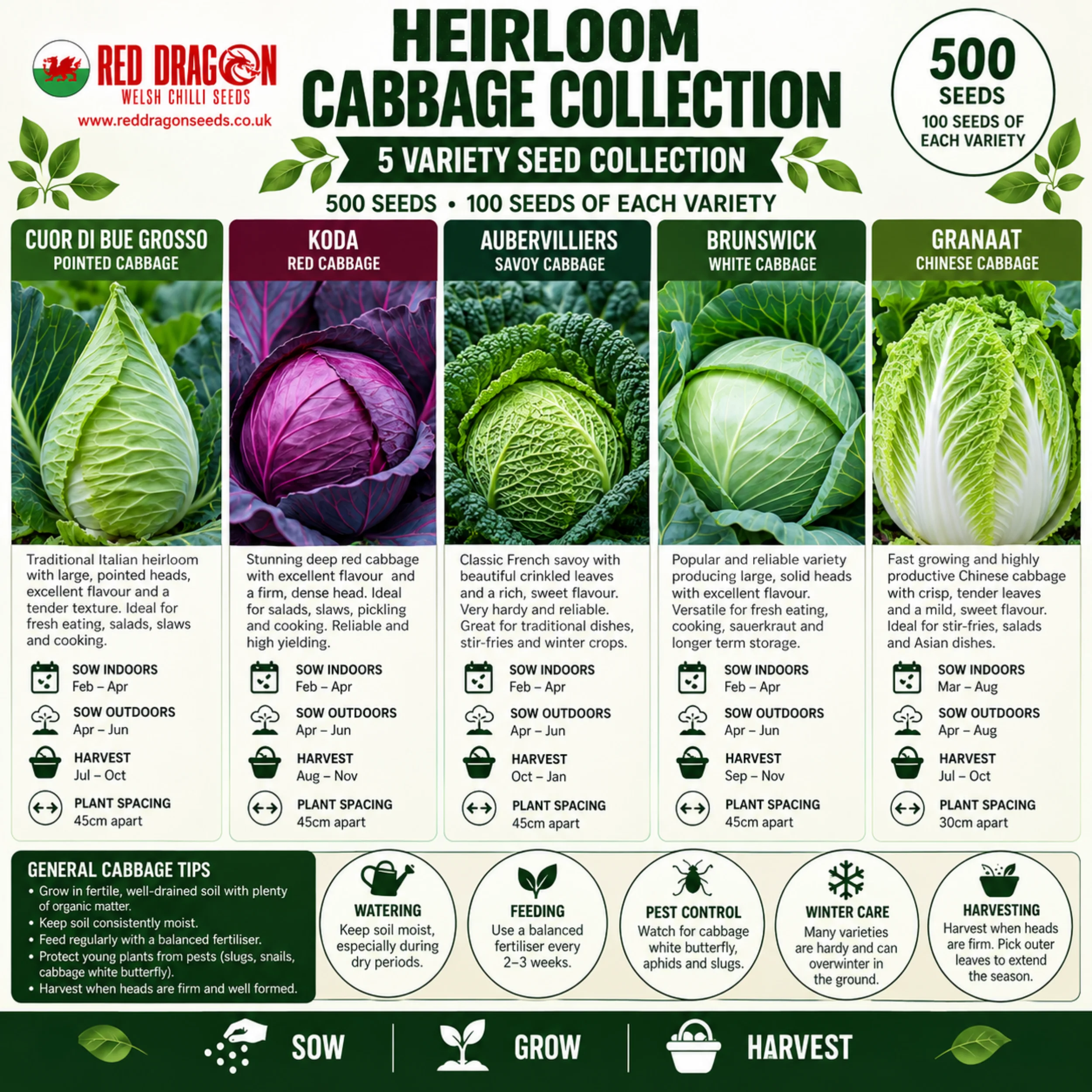 Heirloom Cabbage Seed Collection – 5 Varieties - Image 2