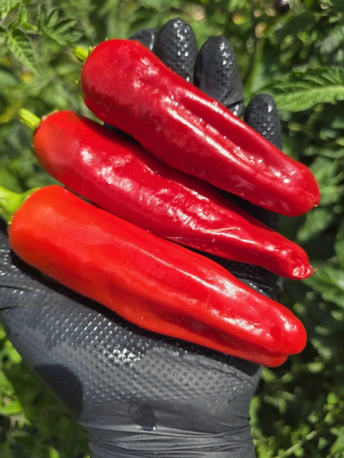Friggitelli Sweet Pepper Seeds - Image 7