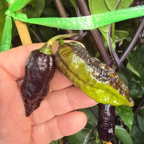 Primo Noir Chilli Seeds
