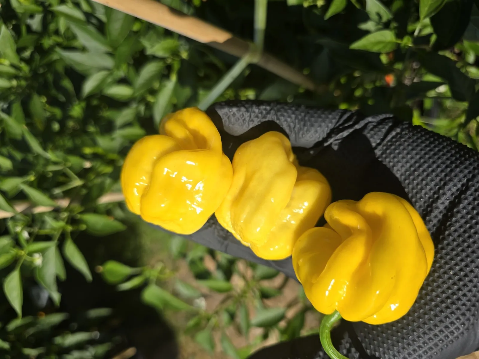 Giant Yellow Cardi Chilli Seeds - Image 5