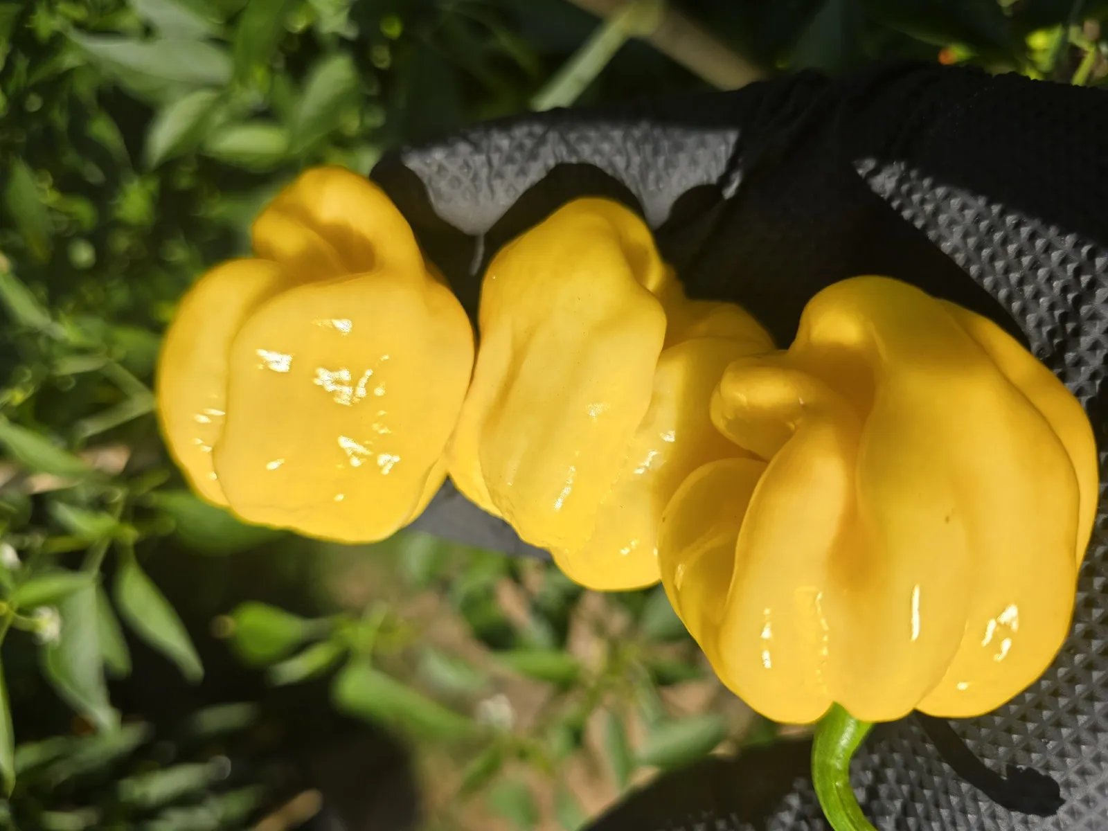 Giant Yellow Cardi Chilli Seeds - Image 4