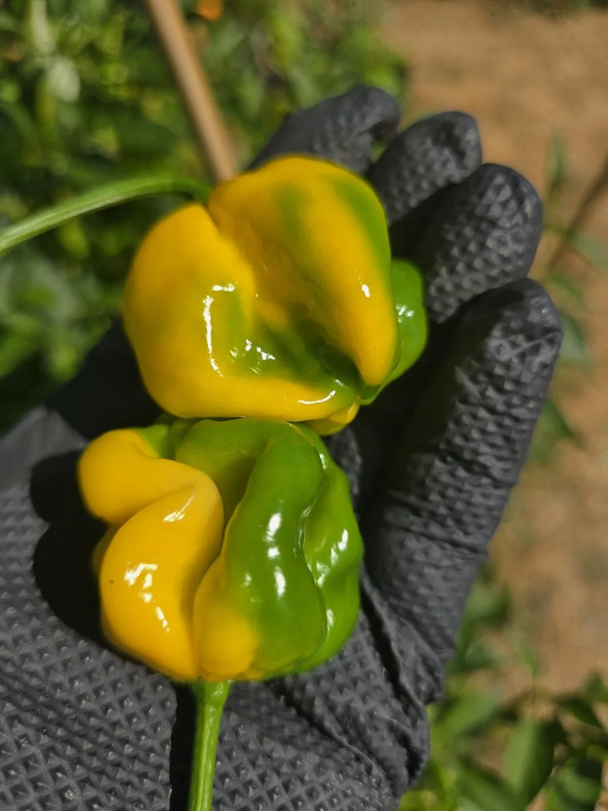 Giant Yellow Cardi Chilli Seeds - Image 2