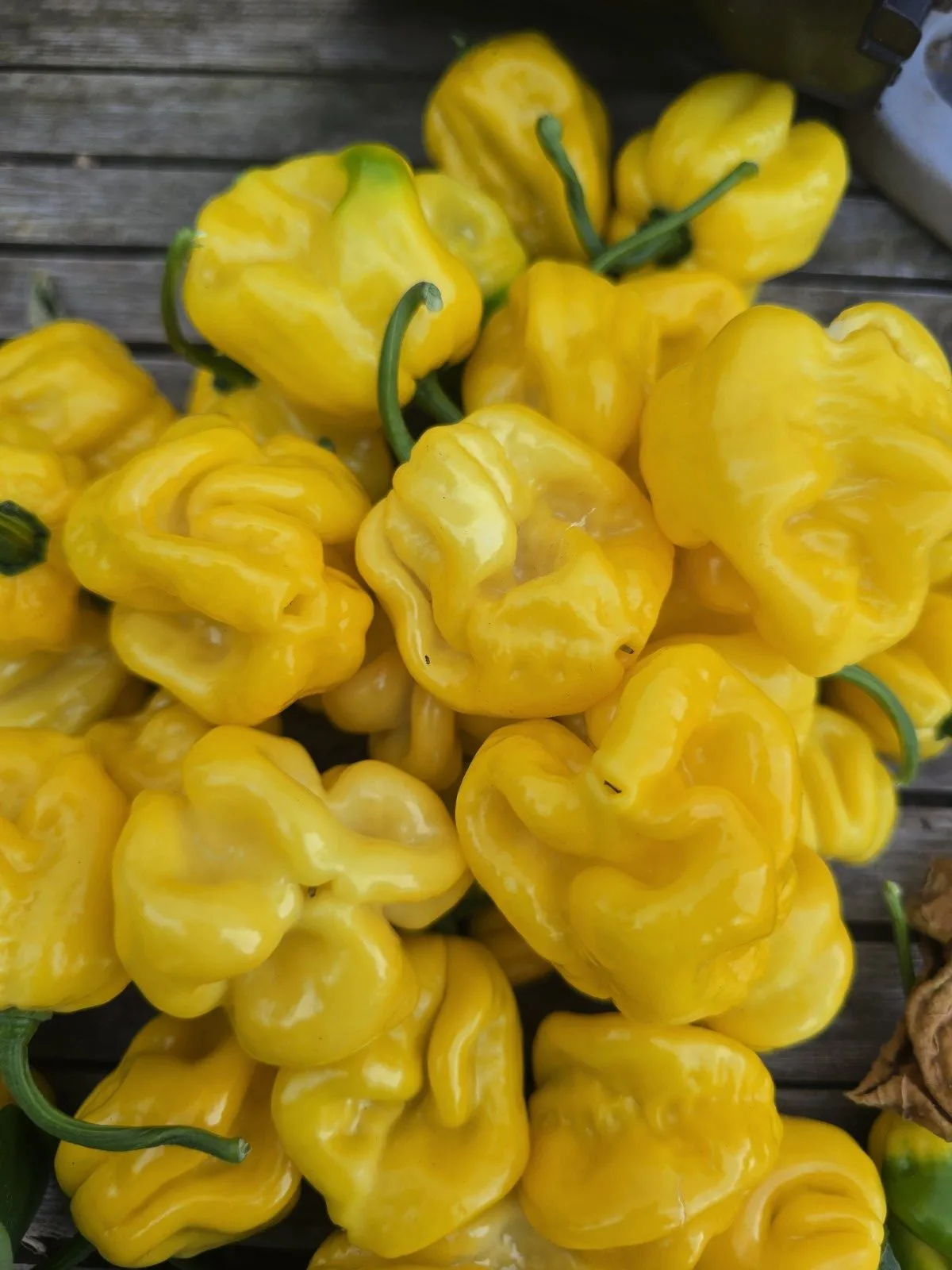 Giant Yellow Cardi Chilli Seeds - Image 8