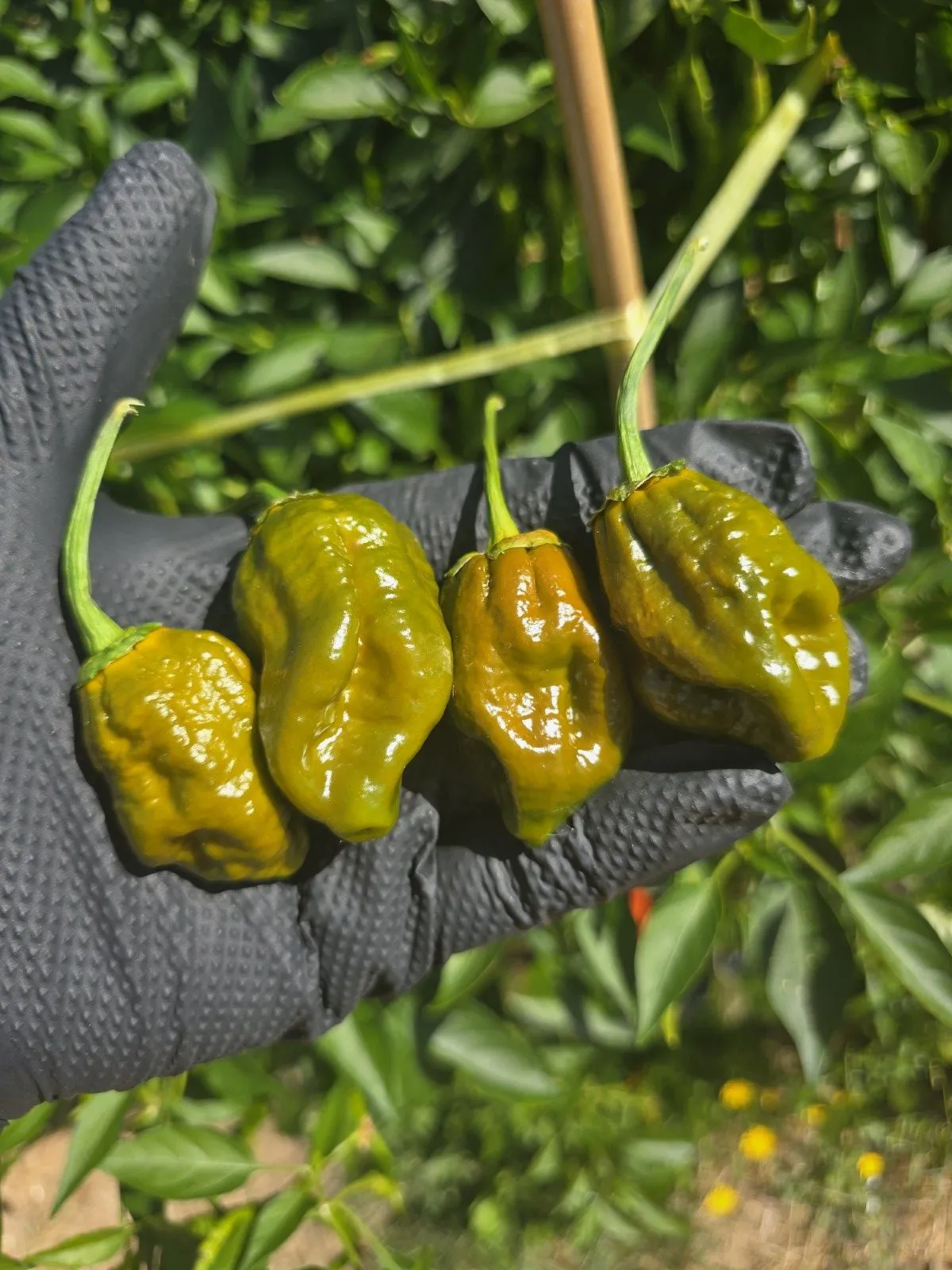 BBG Green Mustard Chilli Seeds - Image 2