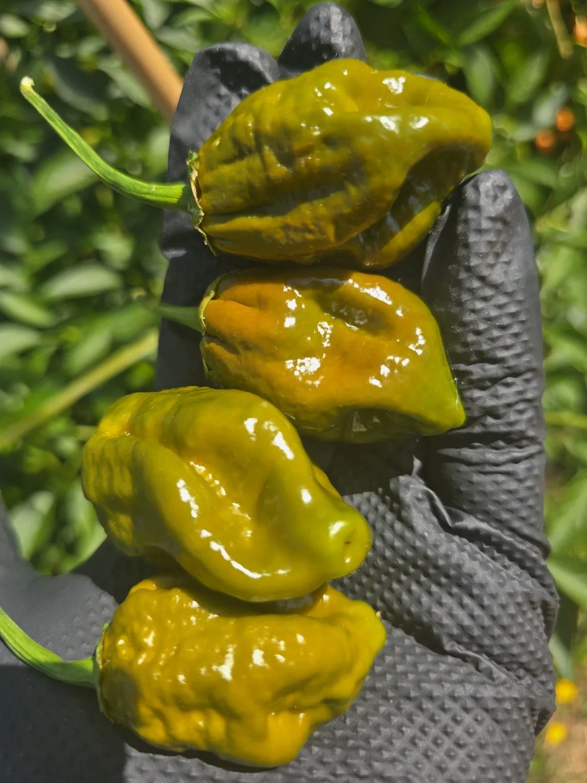 BBG Green Mustard Chilli Seeds - Image 3