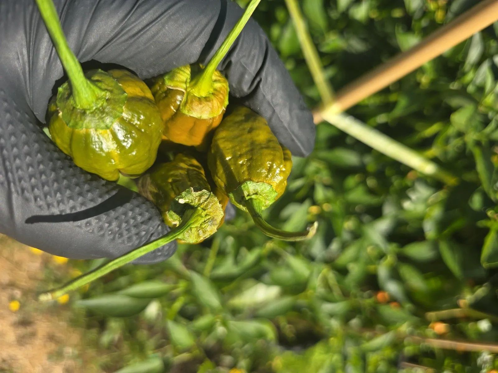 BBG Green Mustard Chilli Seeds - Image 4