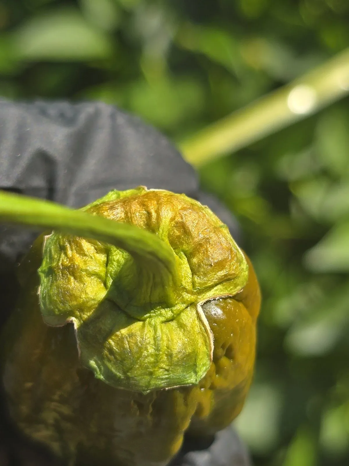 BBG Green Mustard Chilli Seeds