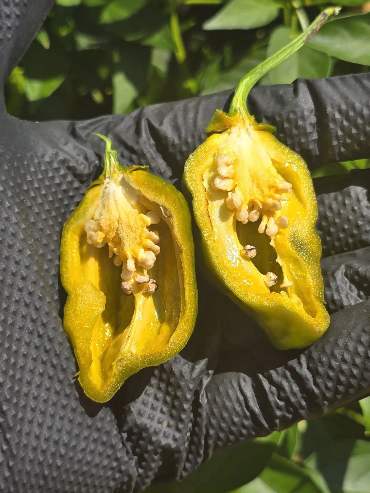 BBG Green Mustard Chilli Seeds - Image 5