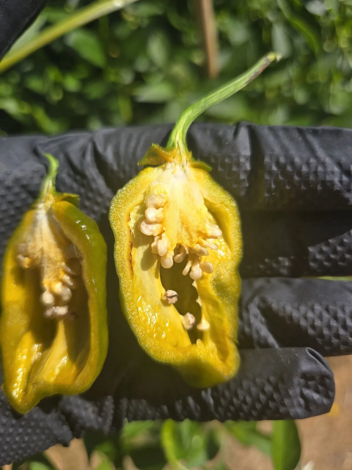 BBG Green Mustard Chilli Seeds - Image 6