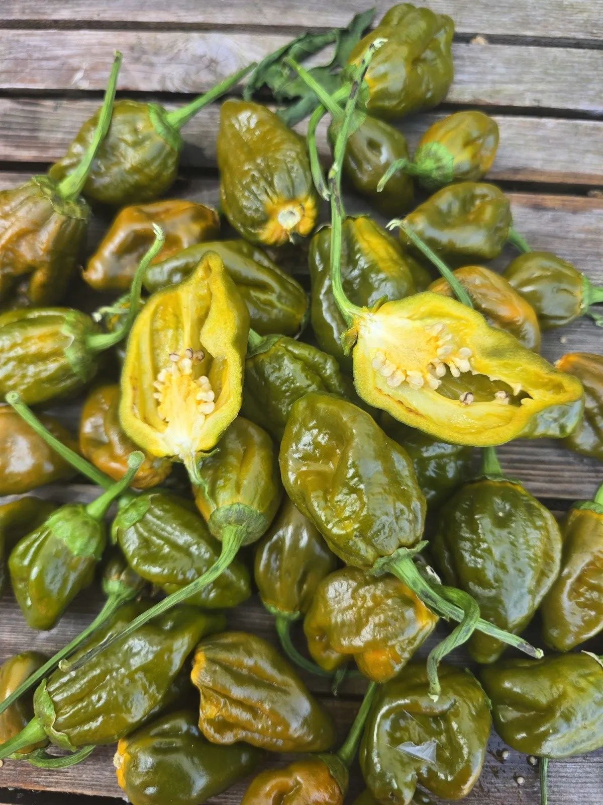 BBG Green Mustard Chilli Seeds - Image 8