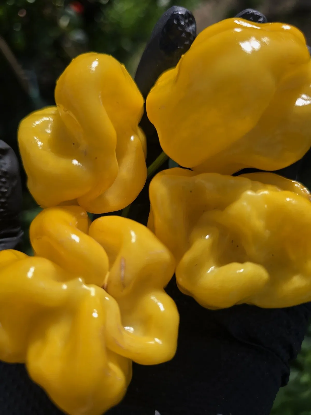 Giant Yellow Cardi Chilli Seeds - Image 7