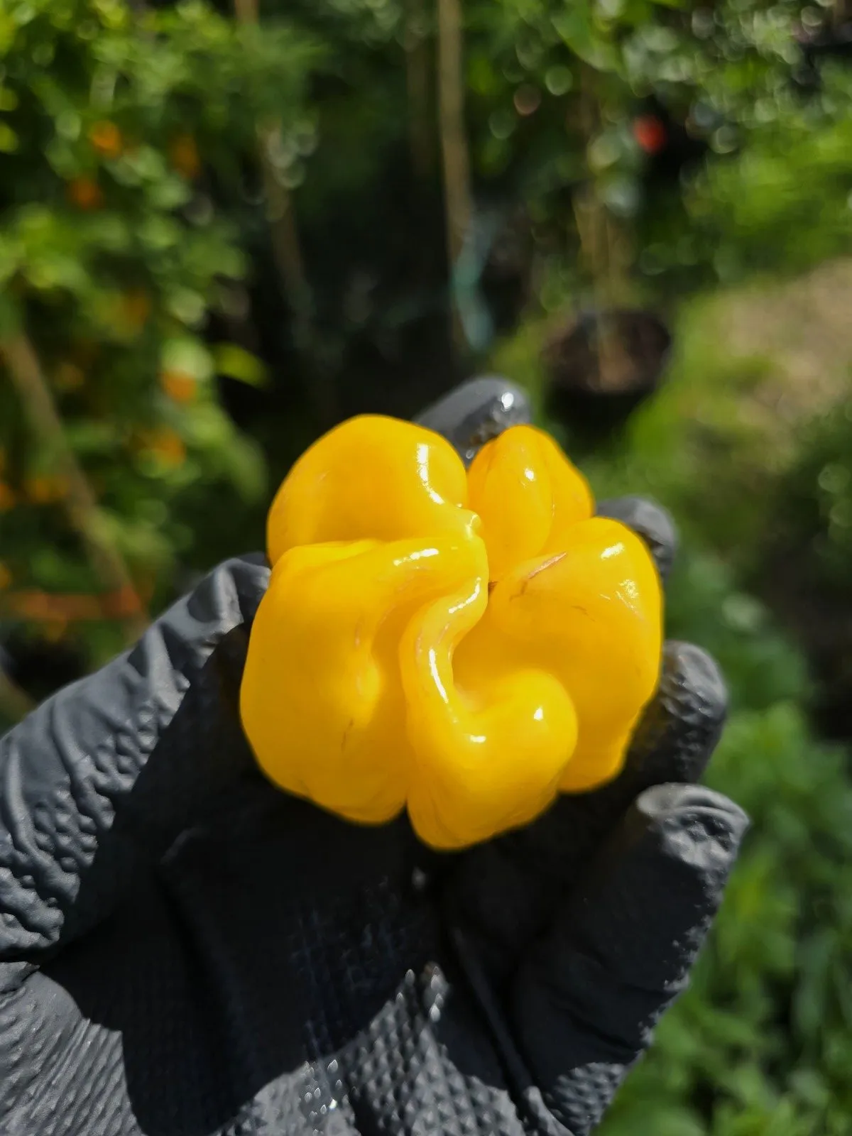 Giant Yellow Cardi Chilli Seeds