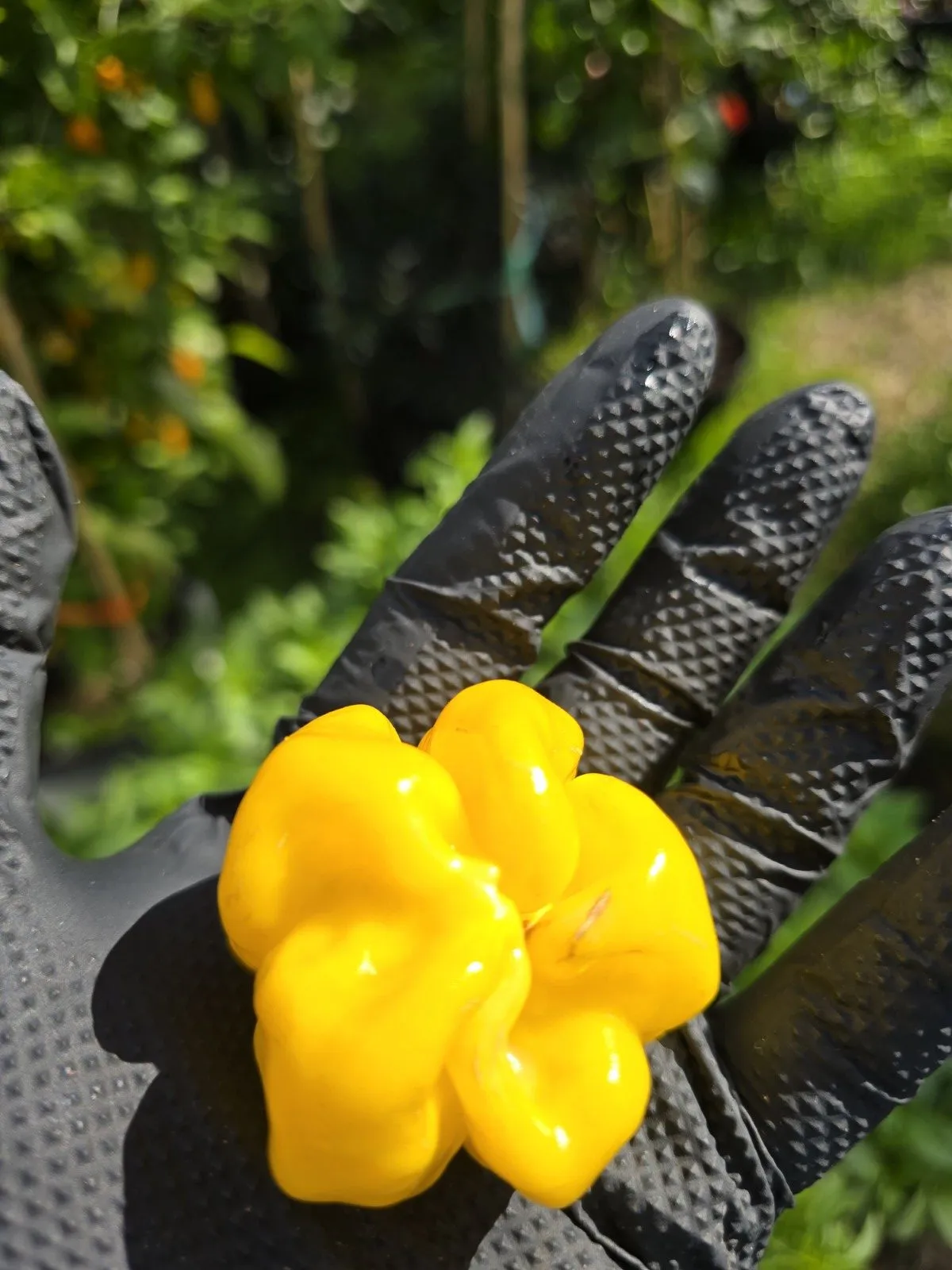 Giant Yellow Cardi Chilli Seeds - Image 6