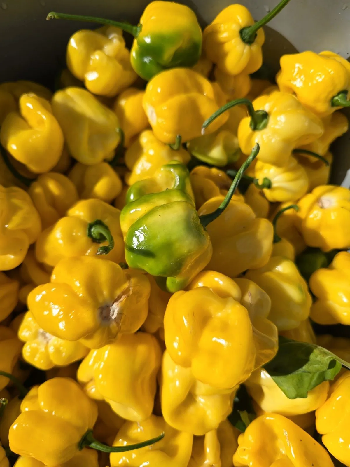 Giant Yellow Cardi Chilli Seeds - Image 3