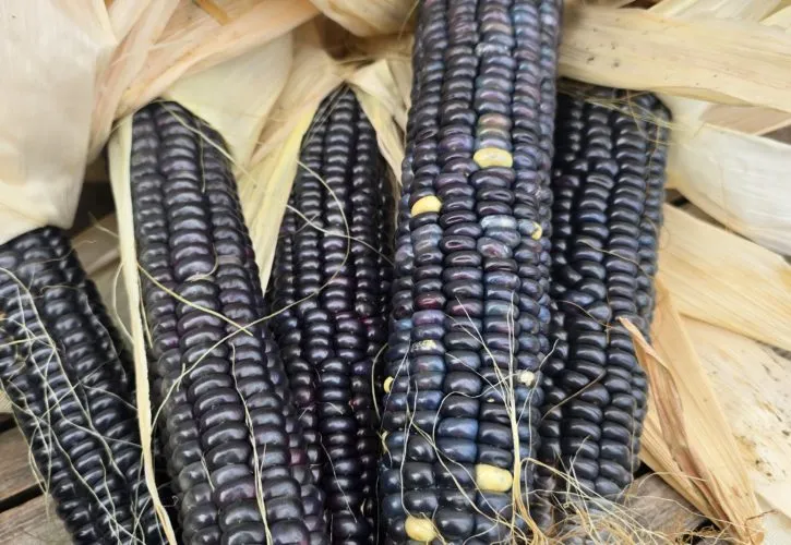 Hopi Blue Corn Seeds