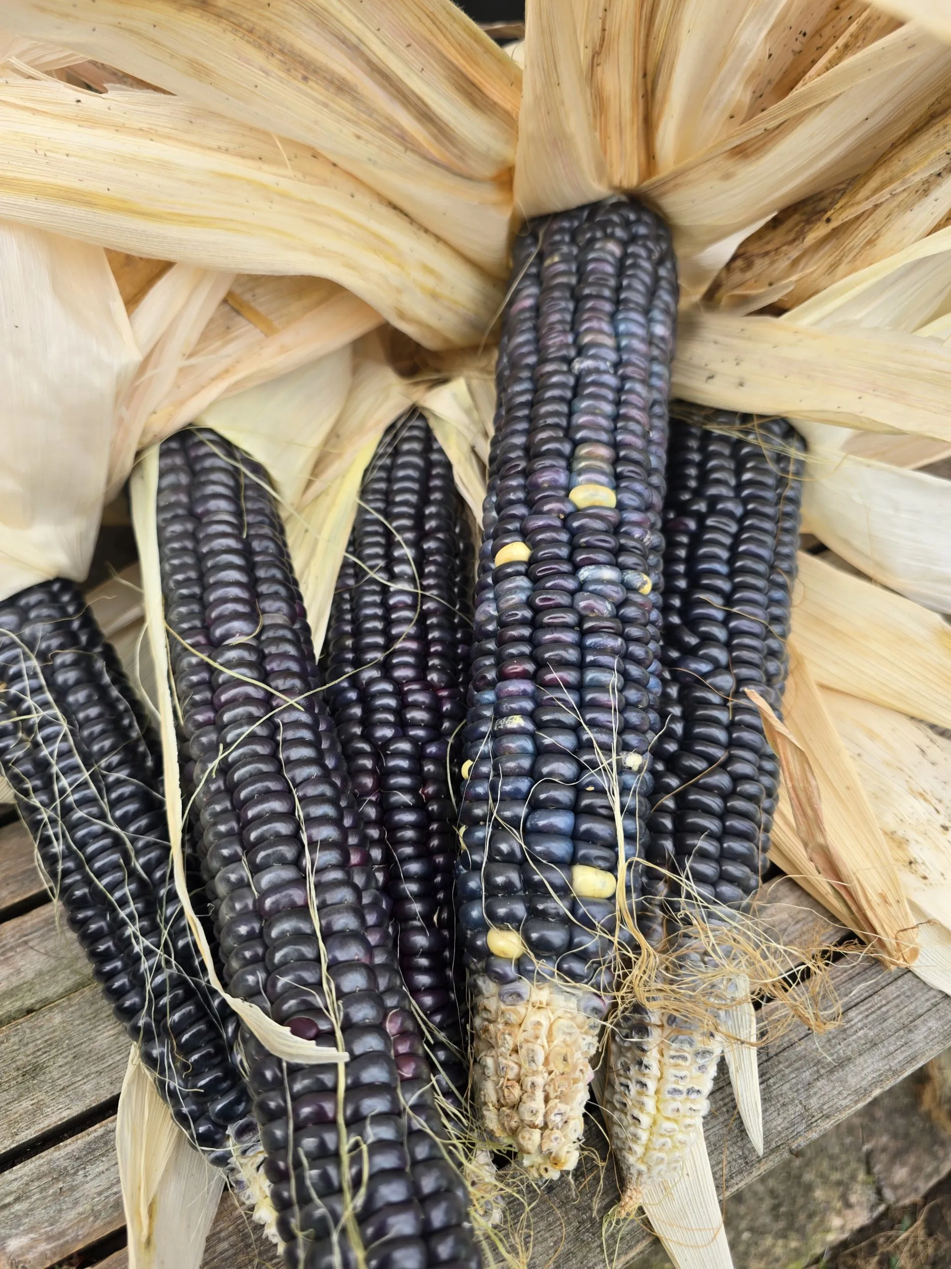 Hopi Blue Corn Seeds