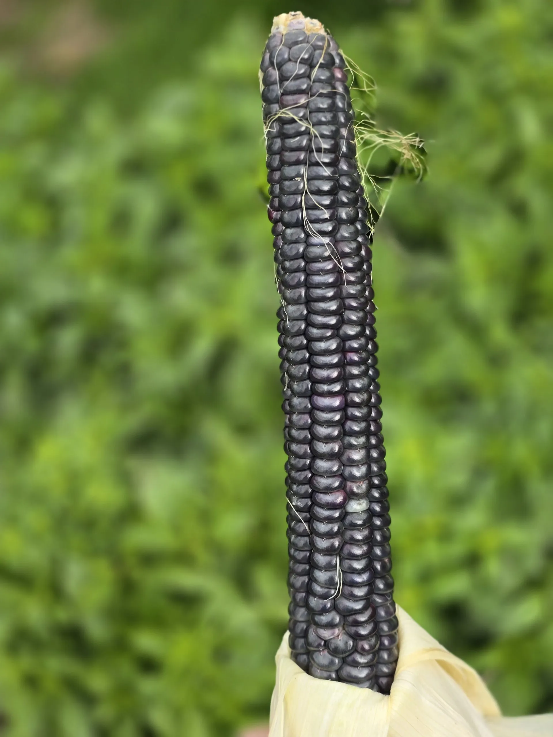 Hopi Blue Corn Seeds – 15 Seeds – Rare Heritage Blue Flour Corn - Image 4