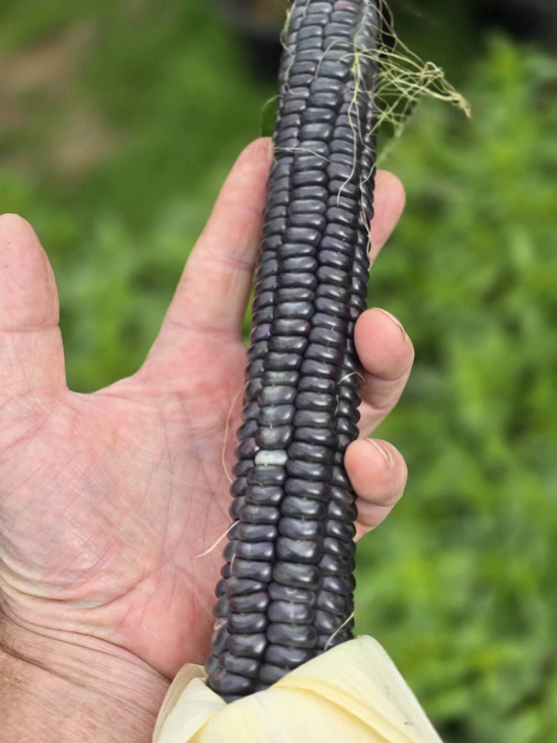 Hopi Blue Corn Seeds – 15 Seeds – Rare Heritage Blue Flour Corn - Image 5