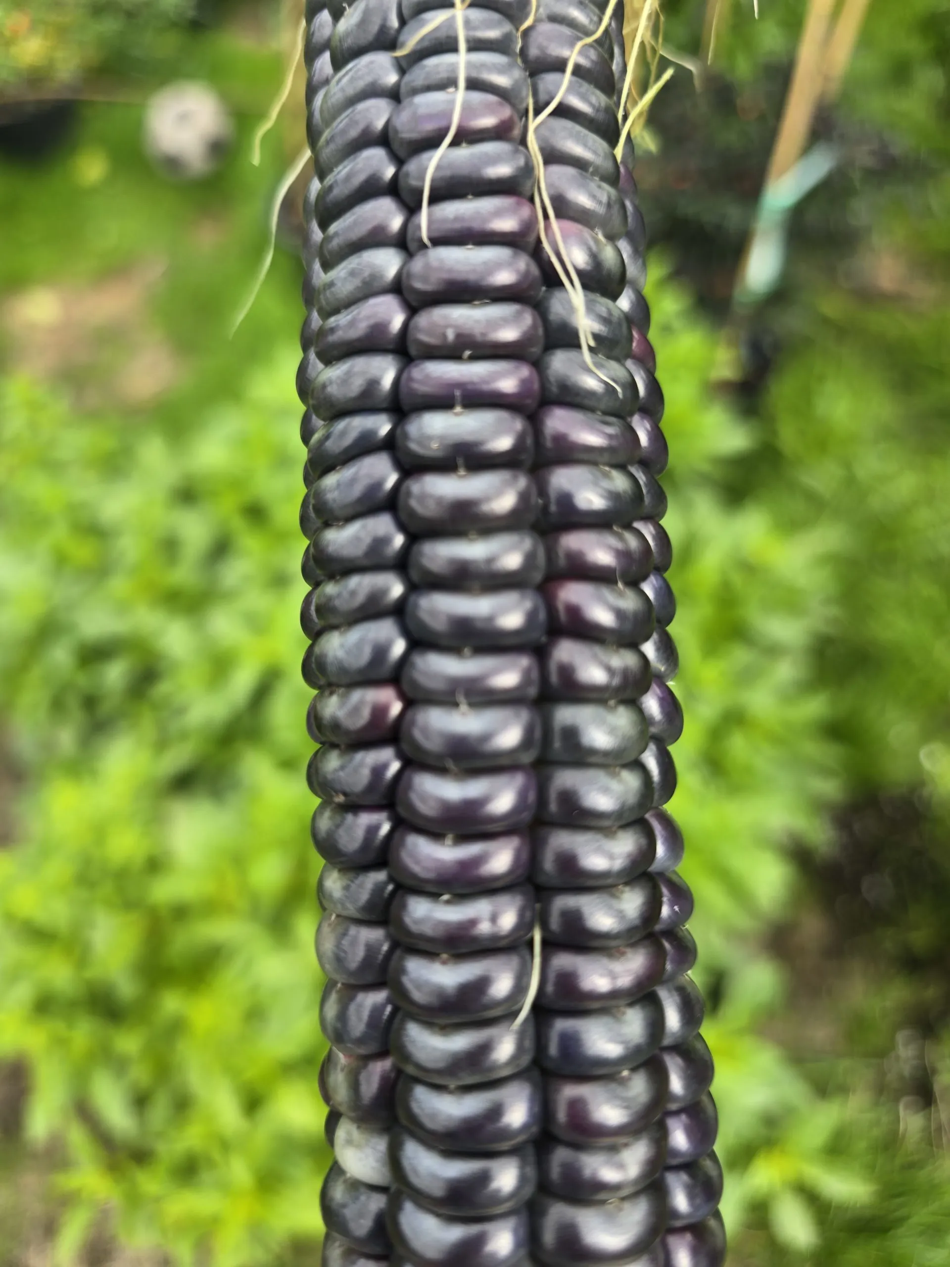 Hopi Blue Corn Seeds – 15 Seeds – Rare Heritage Blue Flour Corn - Image 2