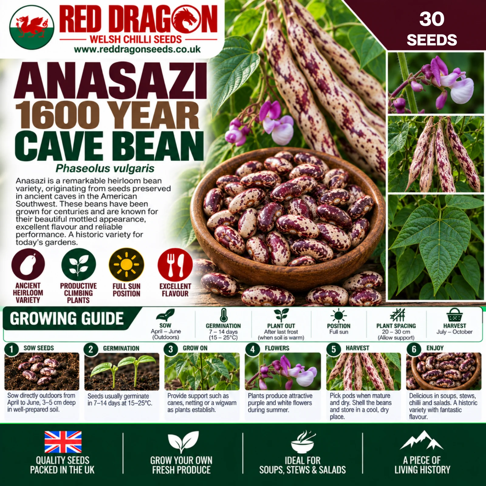 Anasazi 1600 Year Cave Bean Seeds - Image 2