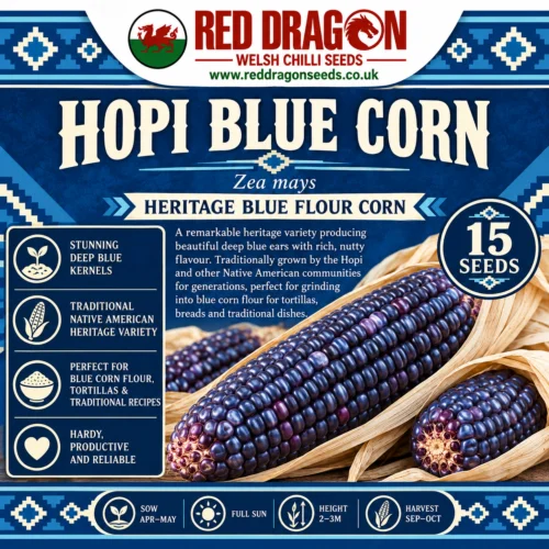 Hopi Blue Corn Seeds