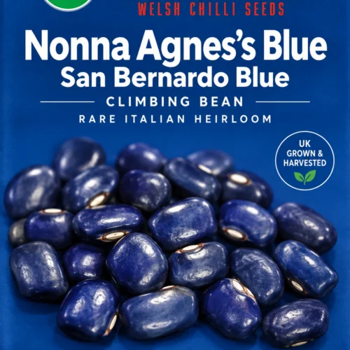Nonna Agnes’s Blue / San Bernardo Blue Bean Seeds