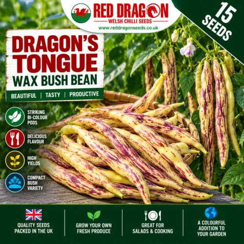 Dragon's Tongue Wax Bush Bean Seeds - 15 Fresh Seeds