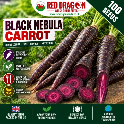 Black Nebula Carrot Seeds
