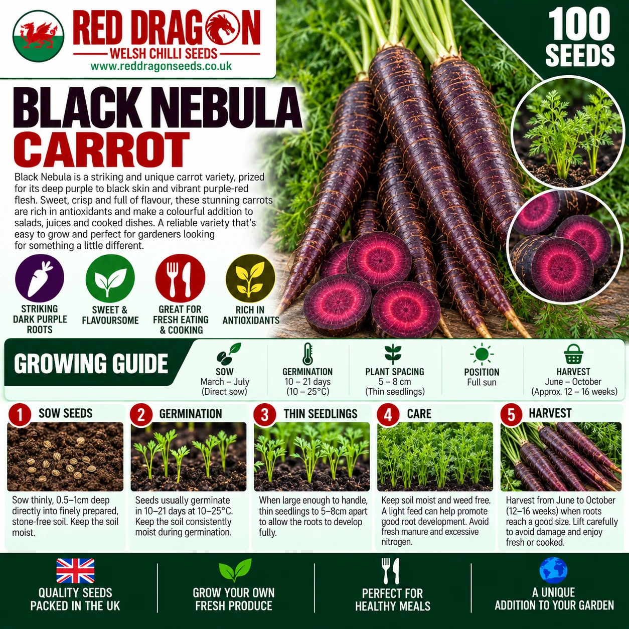 Black Nebula Carrot Seeds - Image 2