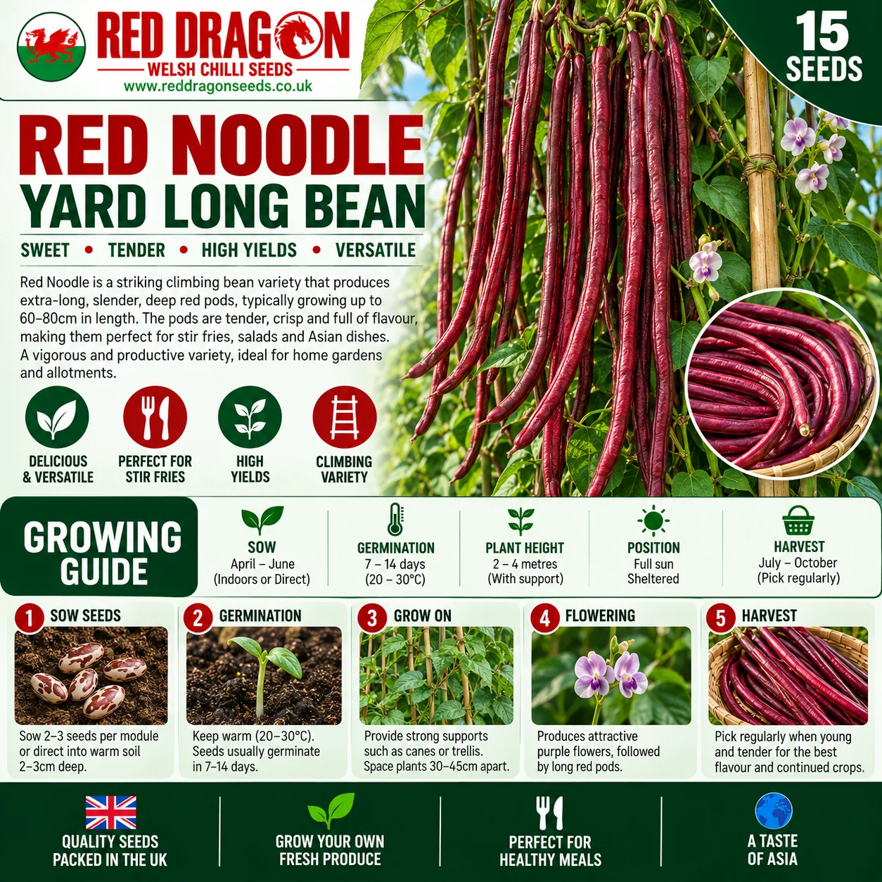 Red Noodle Yard Long Bean Seeds - Image 2