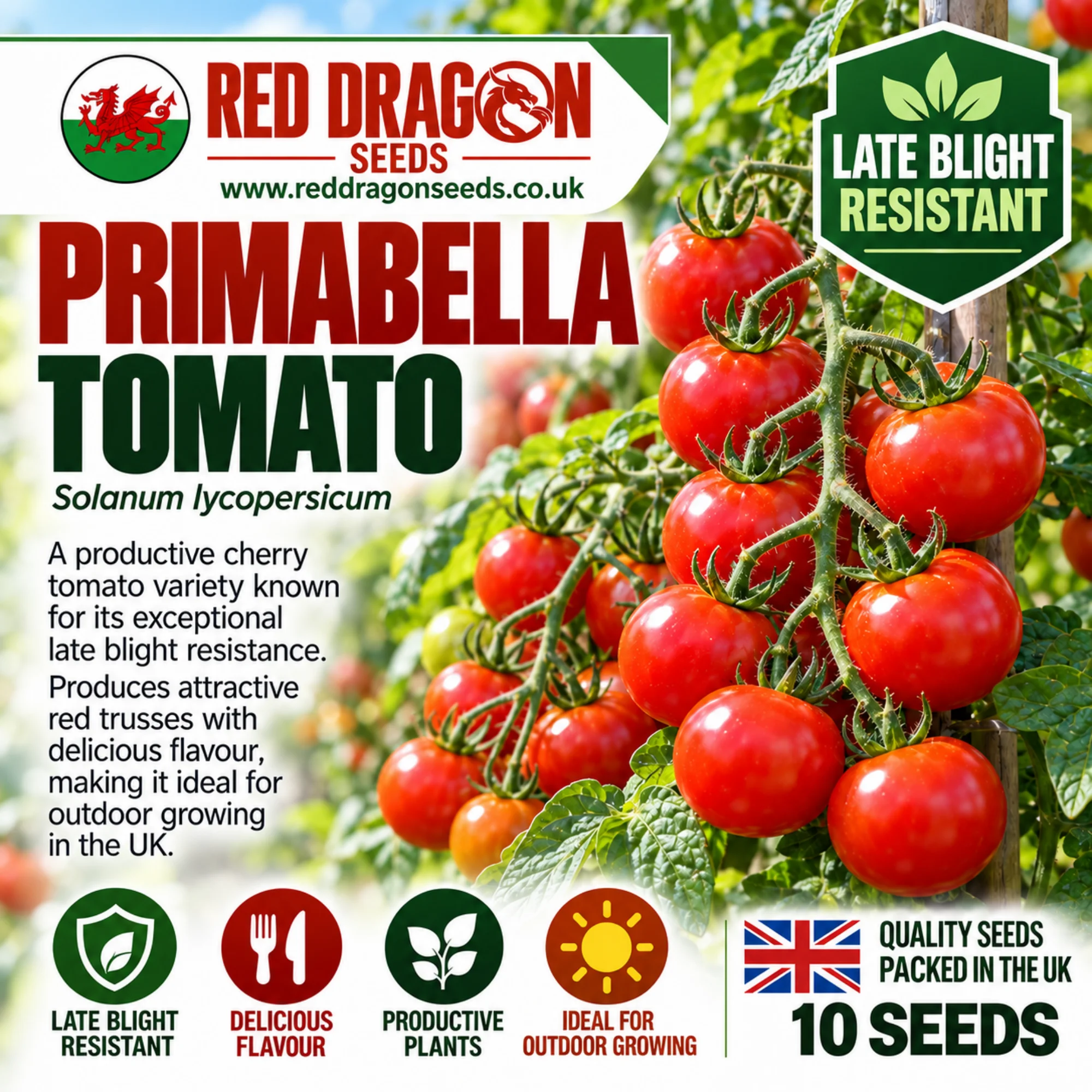 Primabella Tomato Seeds – Highly Late Blight Resistant