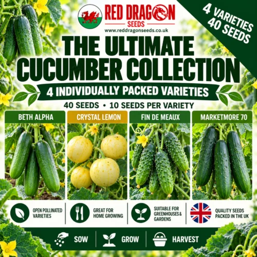 The Ultimate Cucumber Collection – 4 Varieties – 40 Seeds