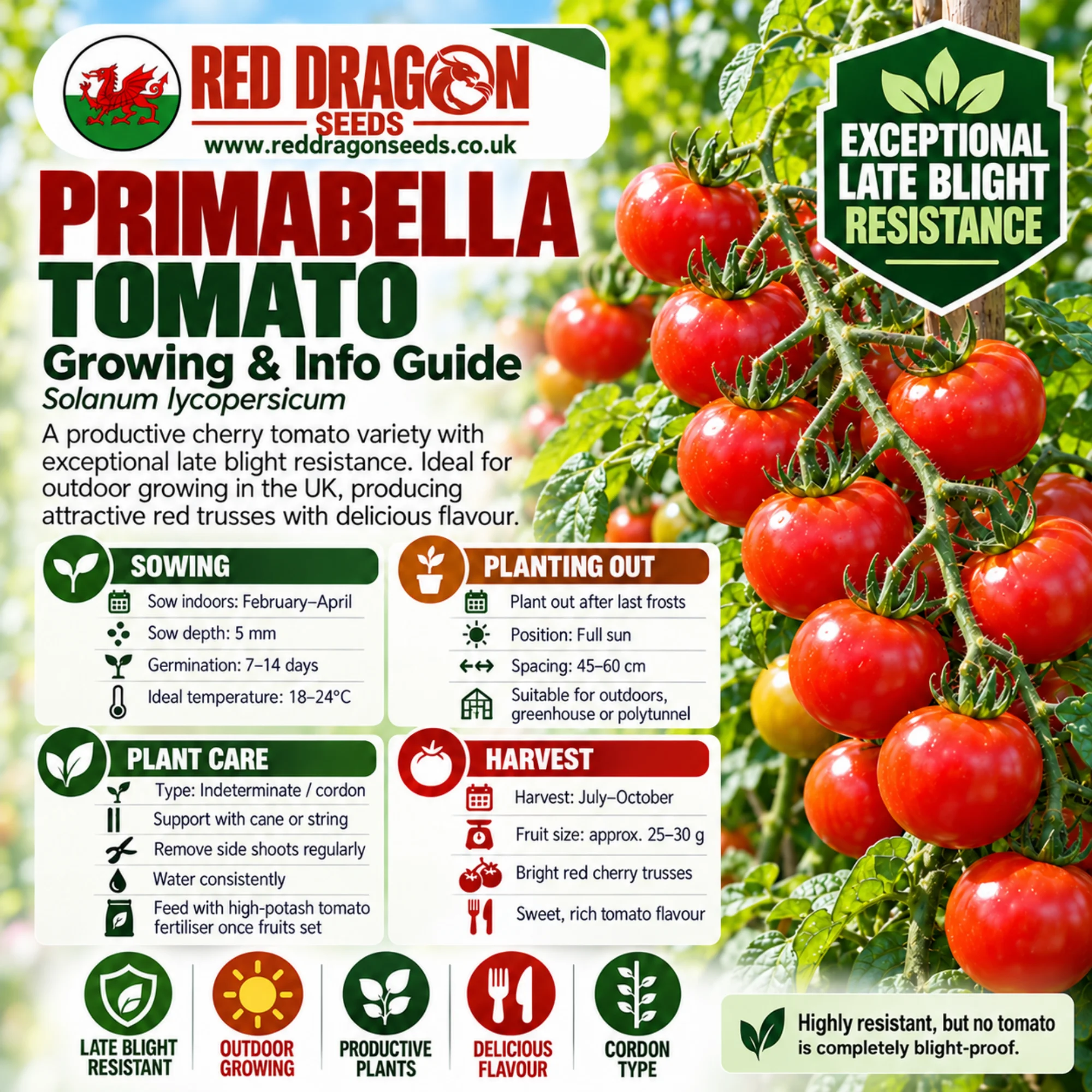 Primabella Tomato Seeds – Highly Late Blight Resistant - Image 2