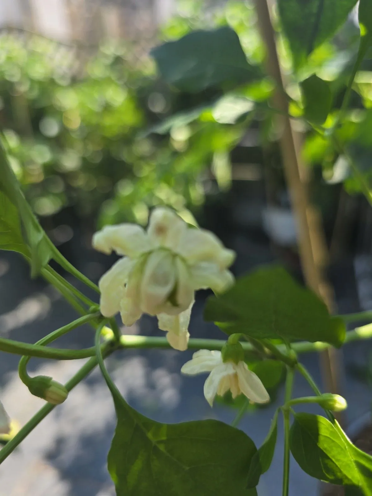 Petalosa Bleeding F4 Experimental Chilli Seeds - Image 9