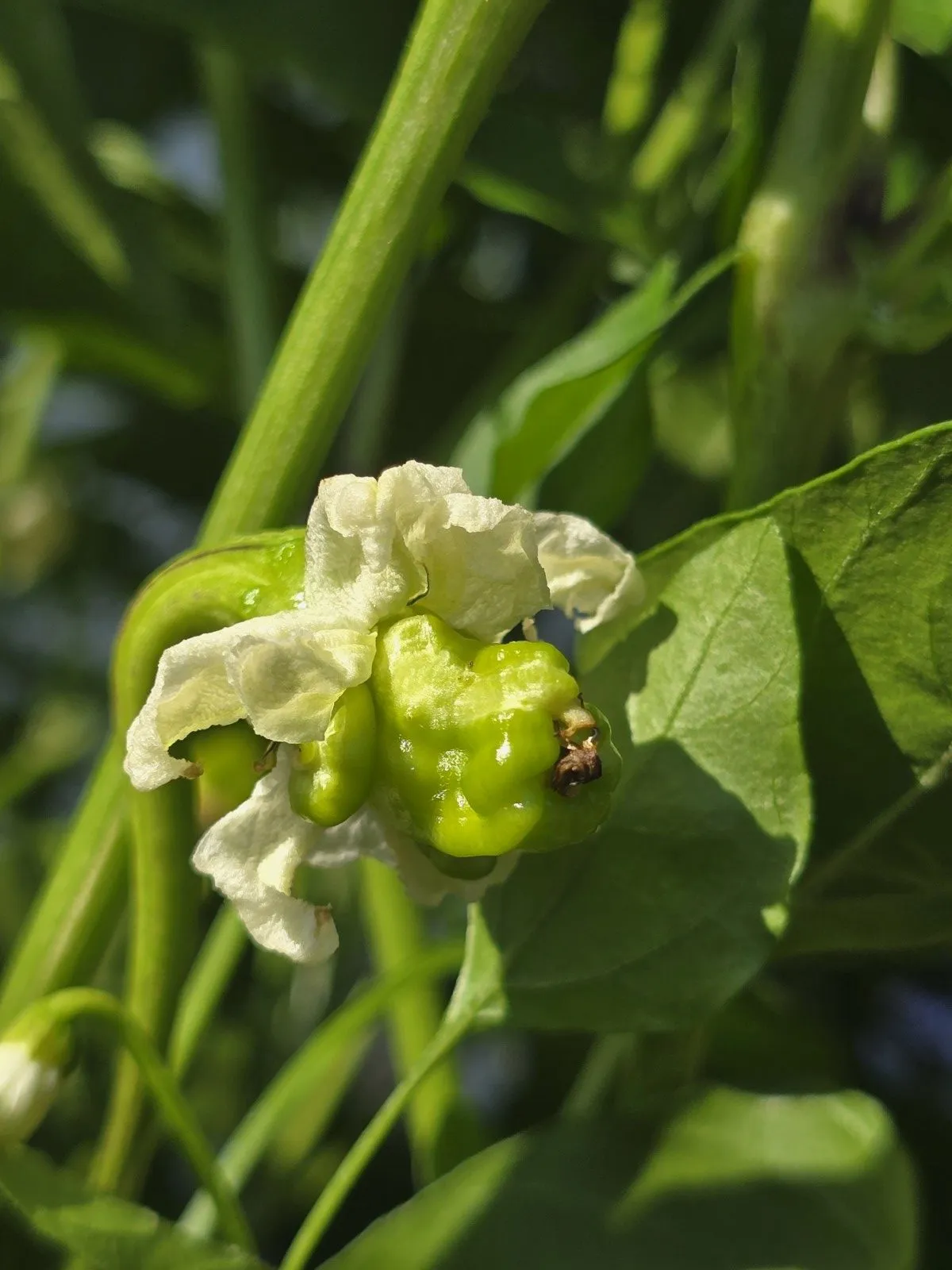 Petalosa Bleeding F4 Experimental Chilli Seeds - Image 11