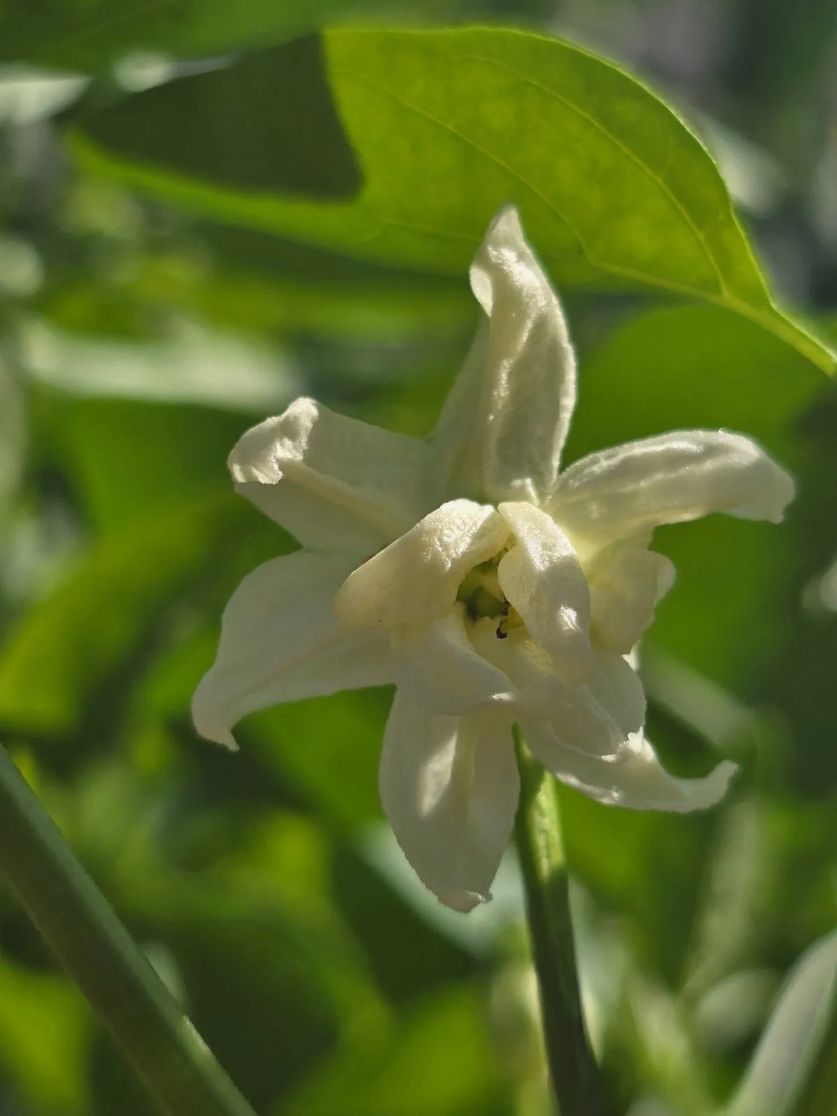 Petalosa Bleeding F4 Experimental Chilli Seeds - Image 12