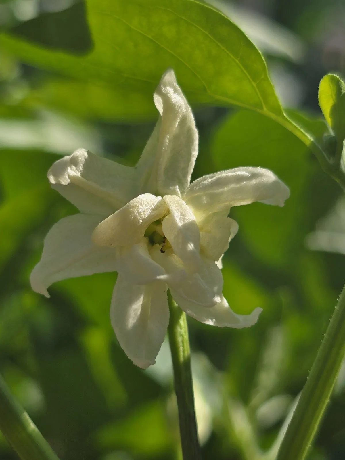 Petalosa Bleeding F4 Experimental Chilli Seeds - Image 13