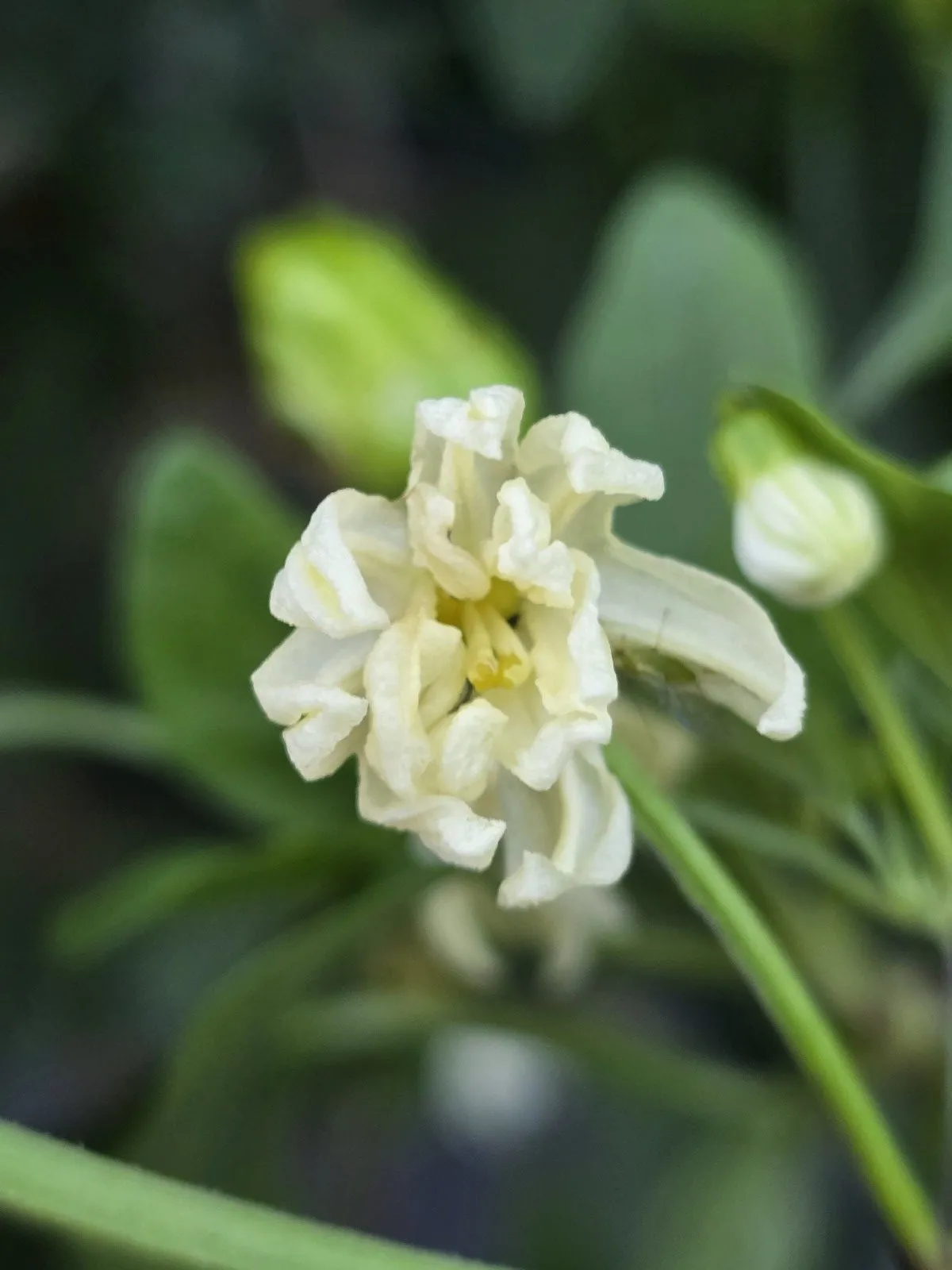 Petalosa Bleeding F4 Experimental Chilli Seeds - Image 5