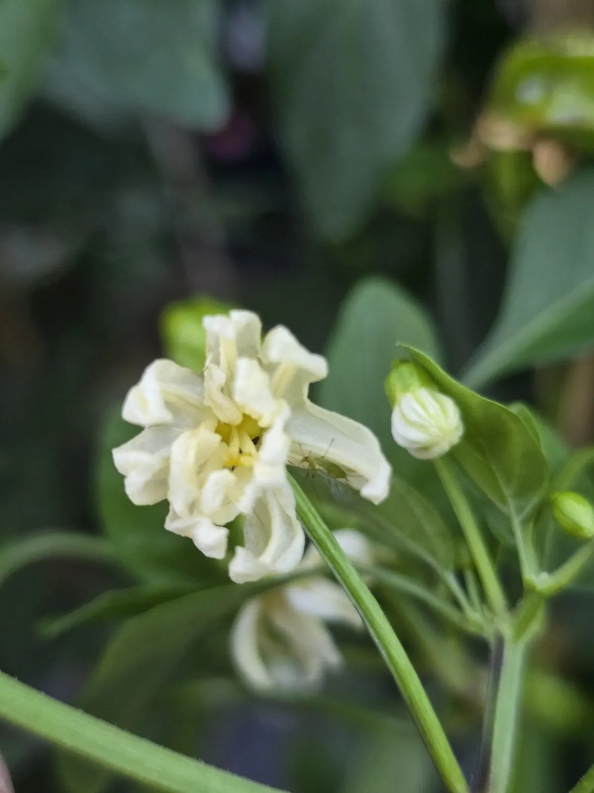 Petalosa Bleeding F4 Experimental Chilli Seeds - Image 3