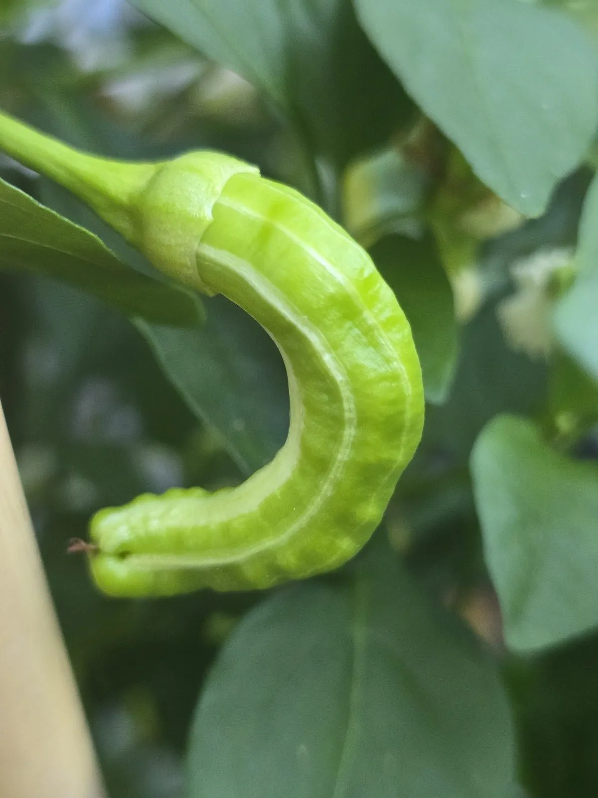 Petalosa Bleeding F4 Experimental Chilli Seeds - Image 7