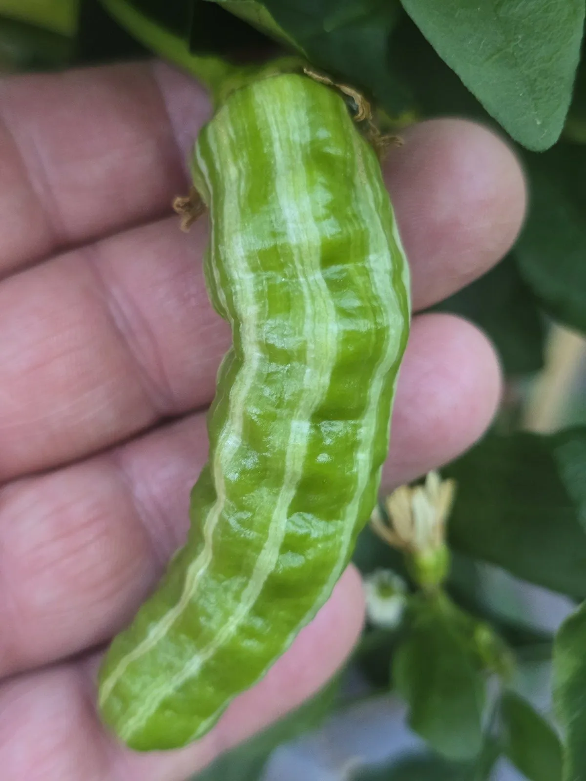 Petalosa Bleeding F4 Experimental Chilli Seeds - Image 10