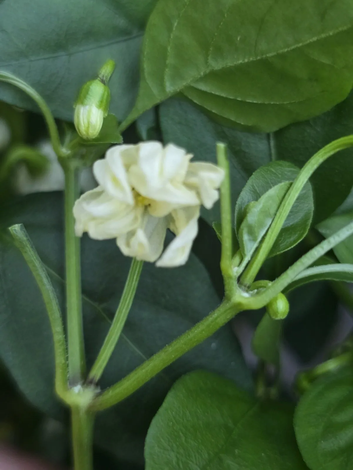 Petalosa Bleeding F4 Experimental Chilli Seeds - Image 6