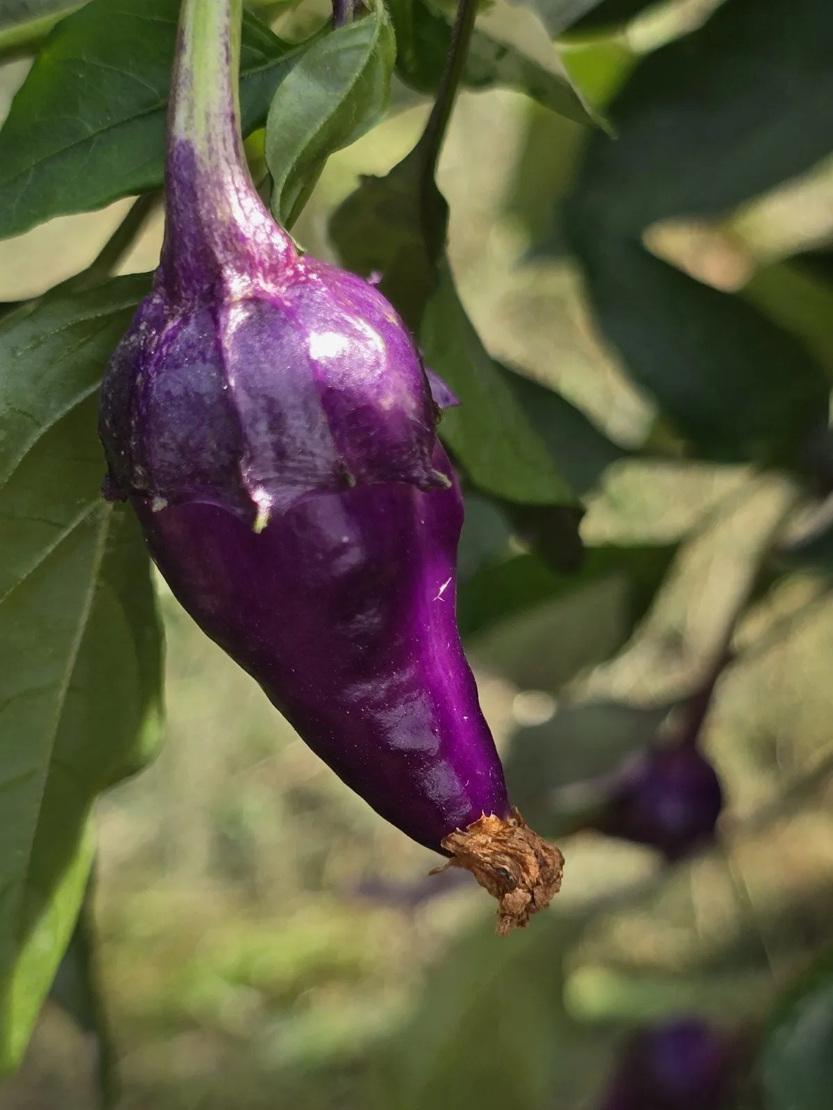 Indonesian Variegated × BRW × Oda F4 Chilli Seeds - Image 2