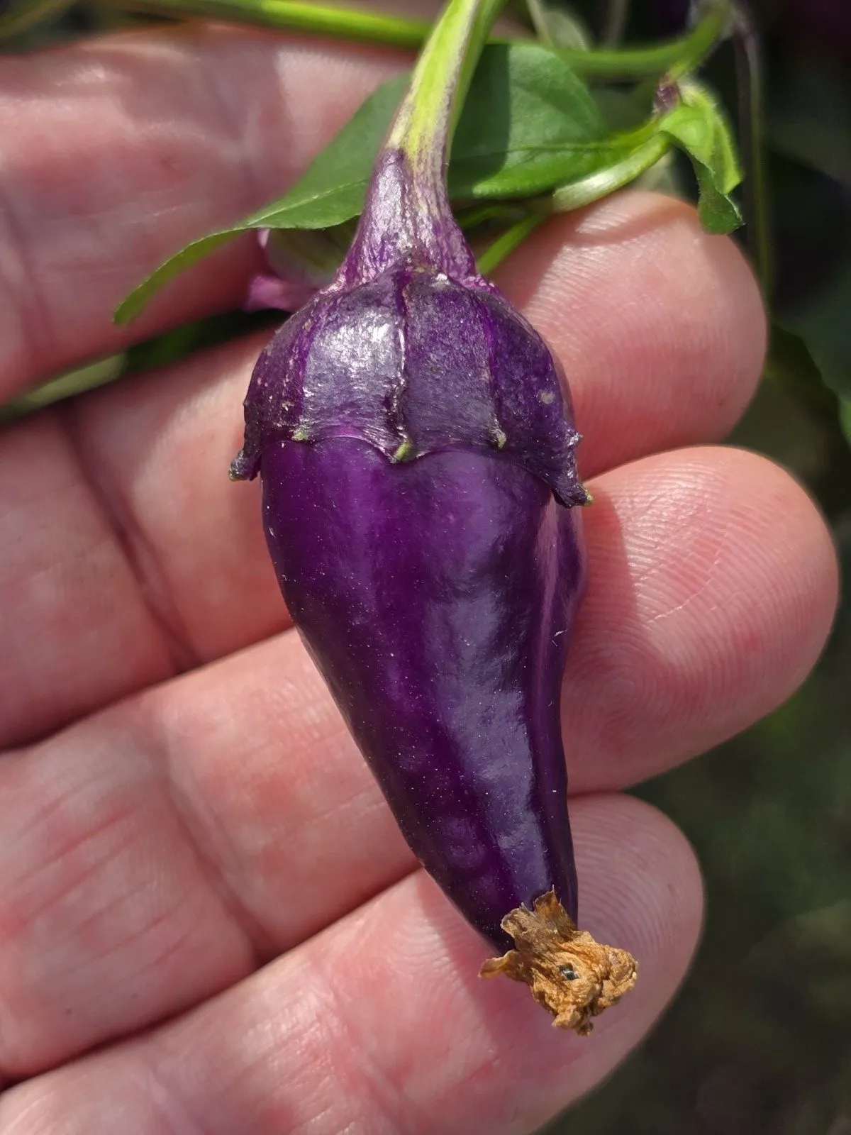 Indonesian Variegated × BRW × Oda F4 Chilli Seeds - Image 9