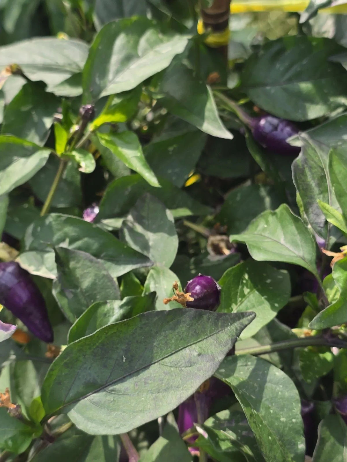 Indonesian Variegated × BRW × Oda F4 Chilli Seeds - Image 10