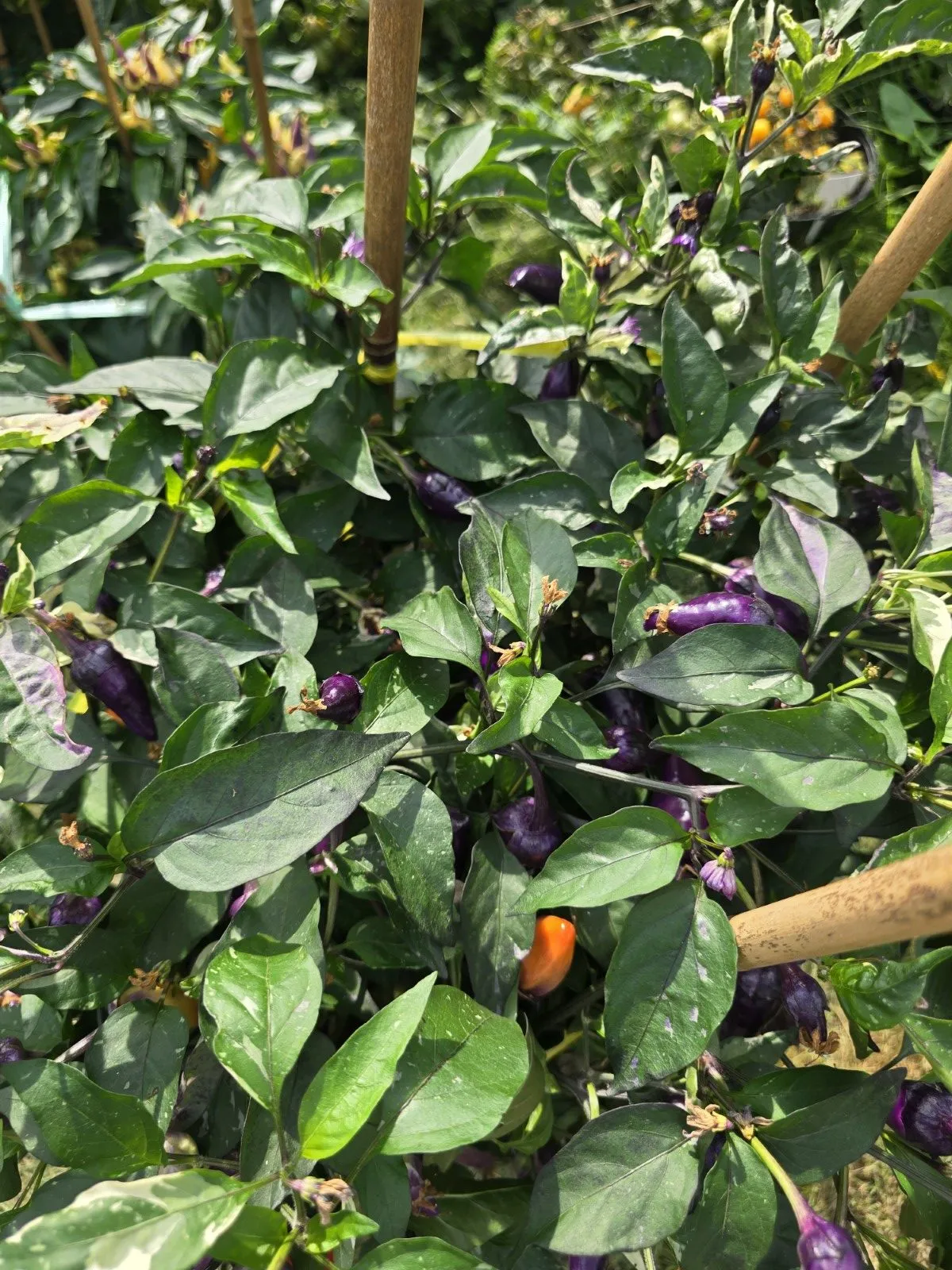 Indonesian Variegated × BRW × Oda F4 Chilli Seeds - Image 11