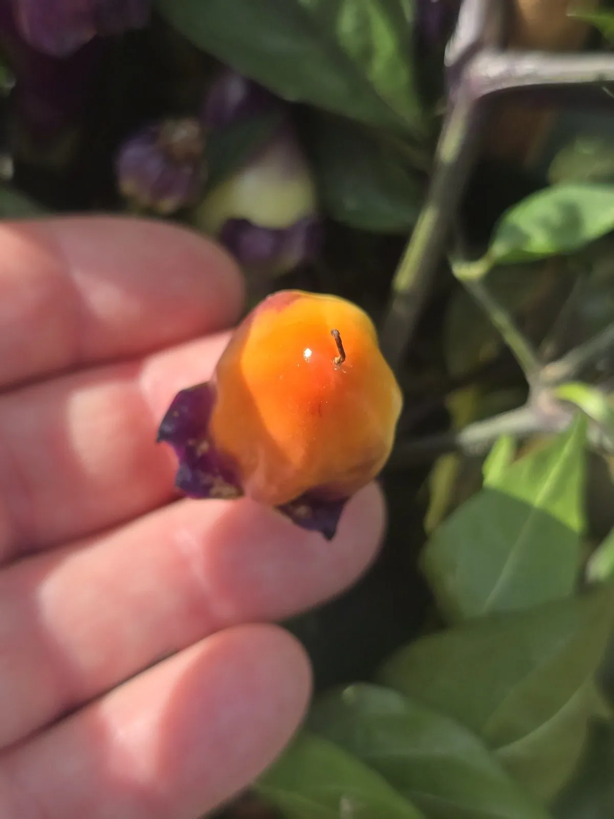 Indonesian Variegated × BRW × Oda F4 Chilli Seeds - Image 12