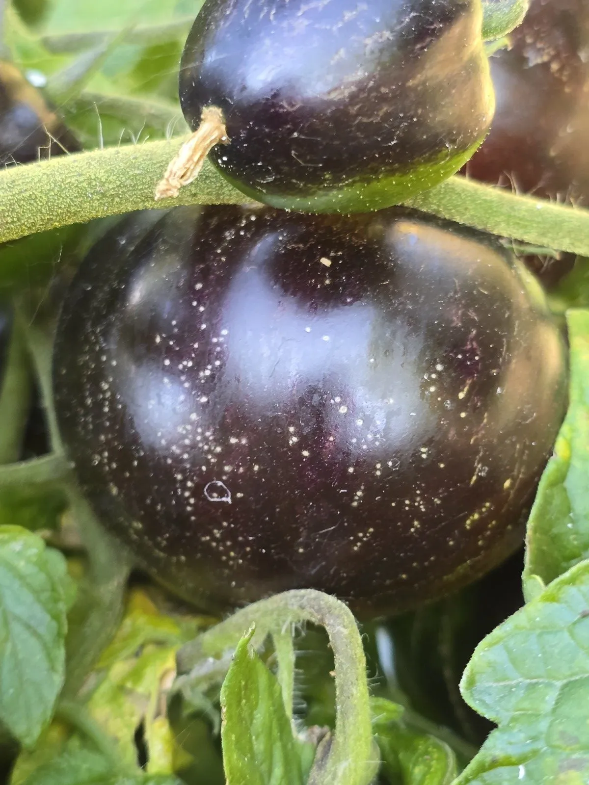 Queen of the Night Tomato Tomato Seeds - Image 2