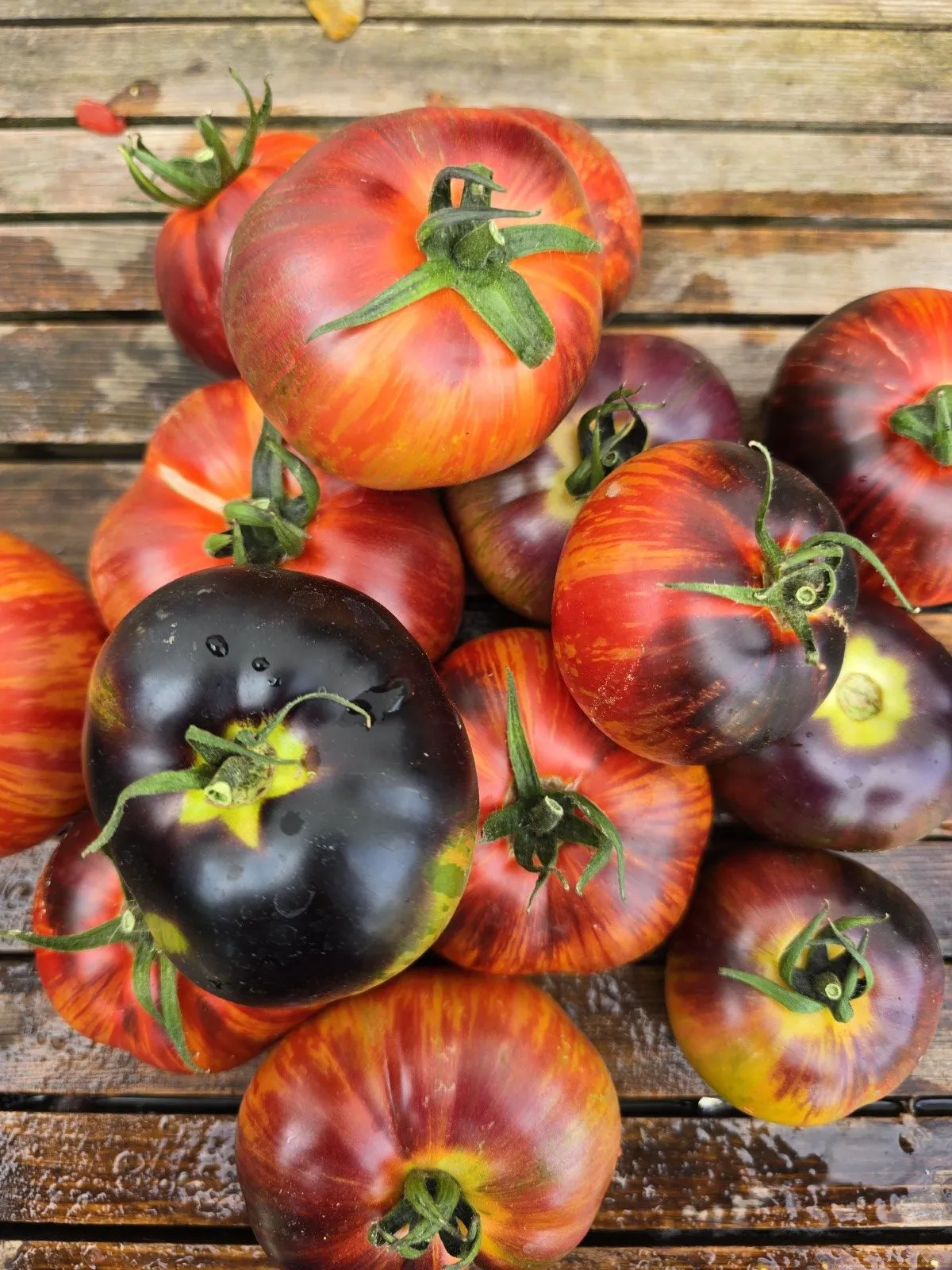 Queen of the Night Tomato Tomato Seeds - Image 3
