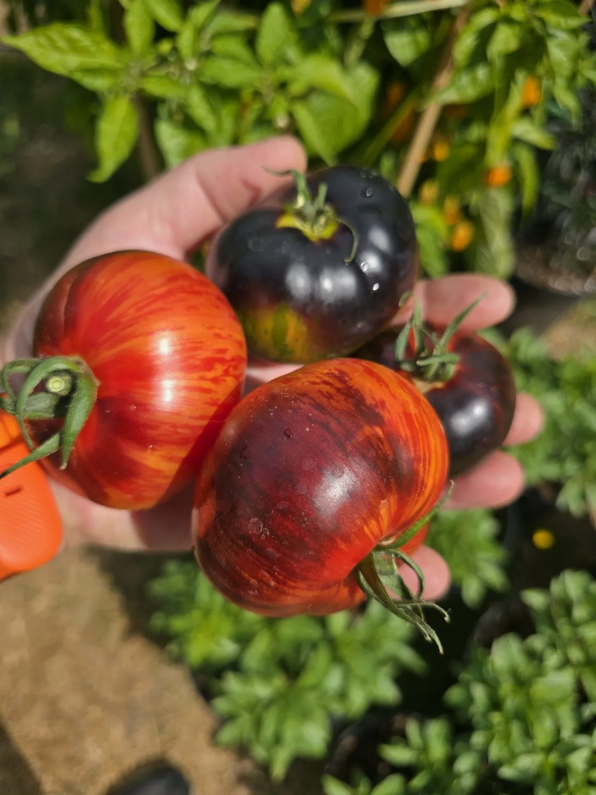 Queen of the Night Tomato Tomato Seeds - Image 4
